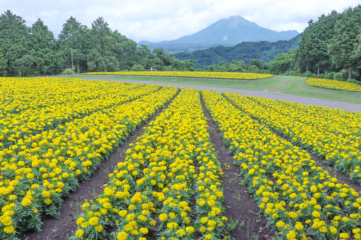マリーゴールド・花の丘