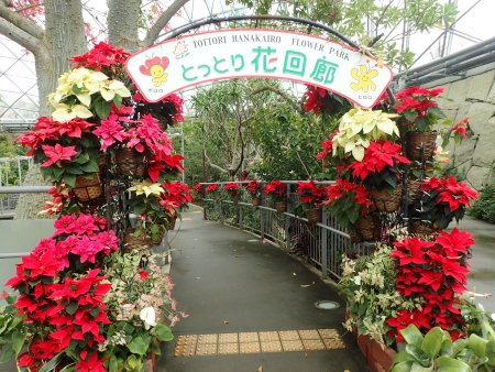 2025.12.4 (ポインセチアゲート22).JPG