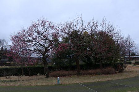 紅梅・霧の庭園周辺2月26日（12）IMG_3519.JPG