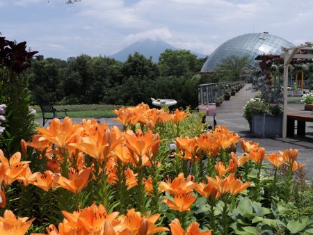 秘密の花園（ユリ）