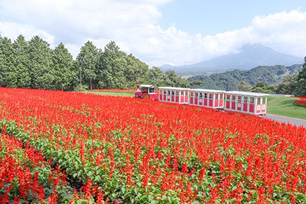 ★★フラワトレイン・・花の丘9月22日（1）-440.jpg