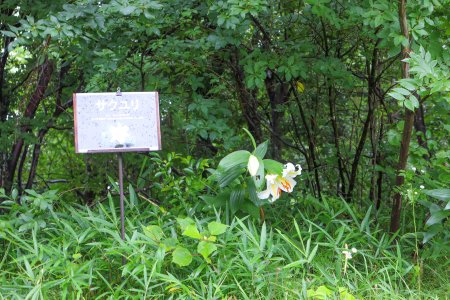 02★ユリ・サクユリ・花の丘奥7月6日（32）.JPG