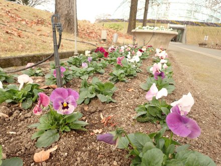 2025.11.24 (花壇) (12).JPG