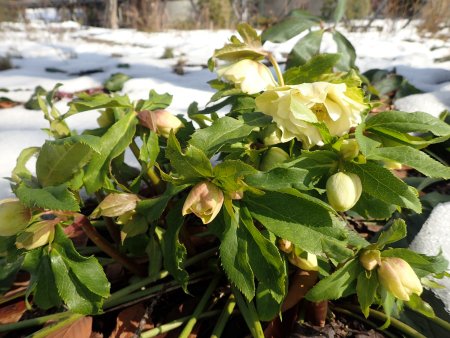 2026.2.13 (紅葉の庭・クリスマスローズ2).JPG