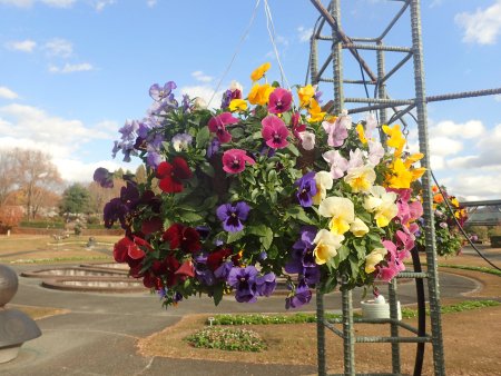 2025.12.9 (霧の庭園パンジーハンギング35).JPG