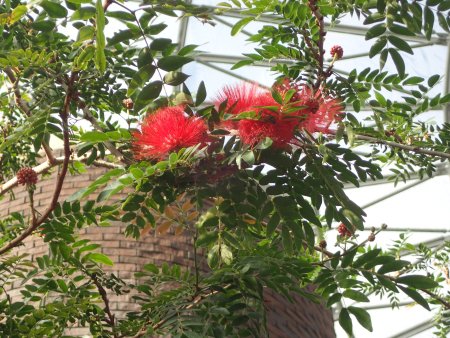 2025.12.9 (キャリアンドラ赤) (23).JPG