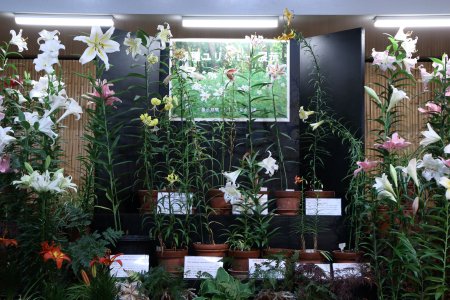 原種ユリリレー展示