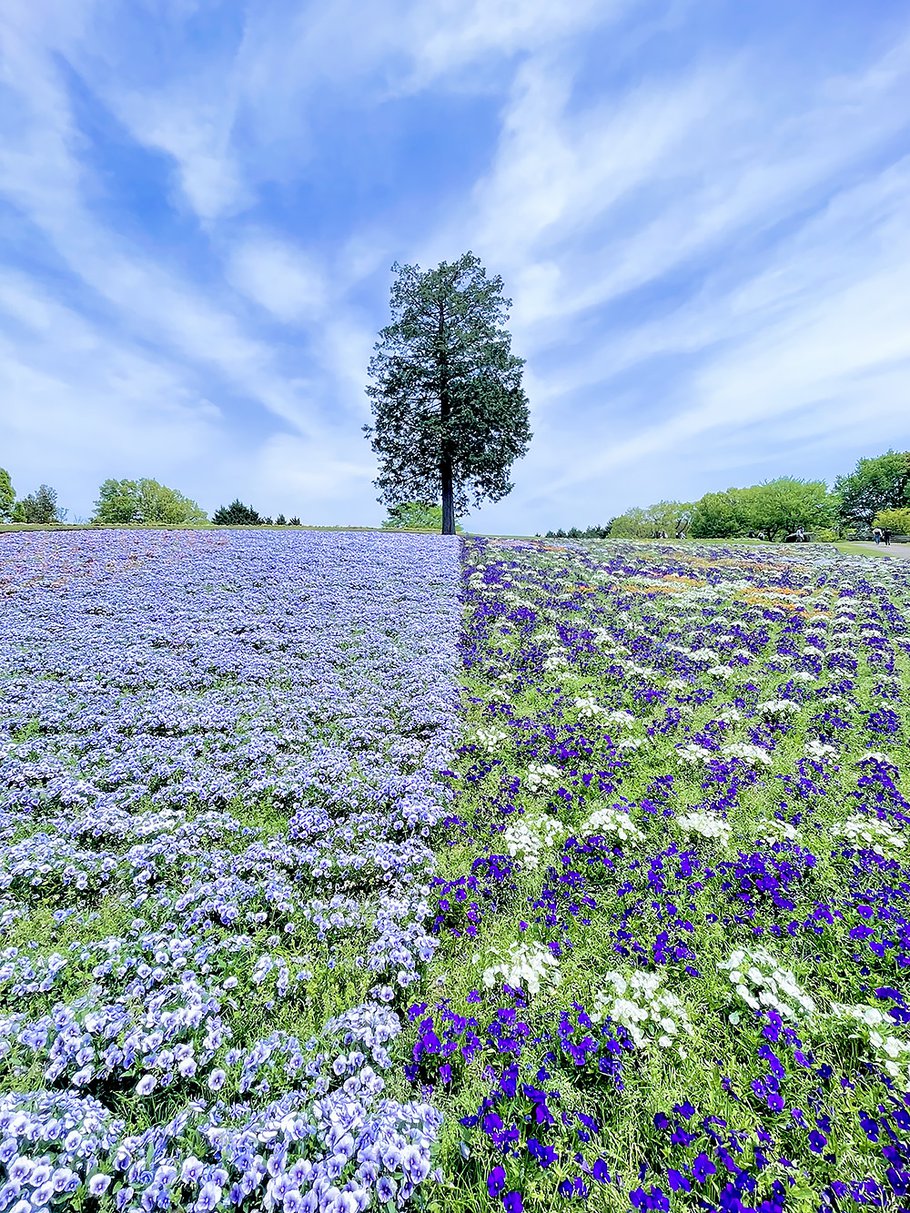 優秀賞　パンジーの絨毯
