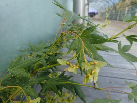 2025.9.17木の実・モミジ (4).JPG