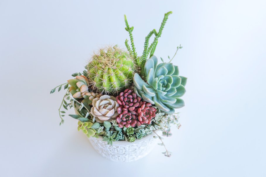 多肉寄せ植えワークショップ (1).JPG
