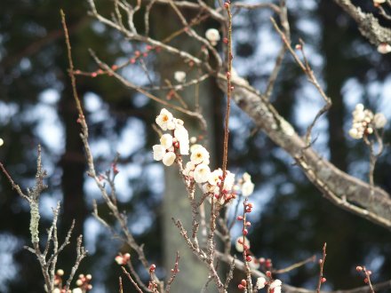 東館裏）白梅2026.2.5 (1).JPG