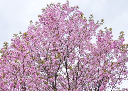 サクラ・エイゲンジ・桜の広場4月10日（22）.JPG