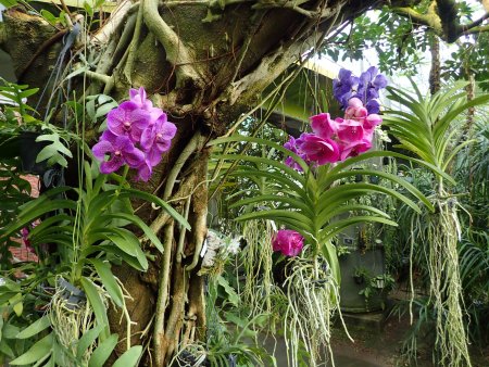 2026.1.10 (南館) (バンダ2) (2).JPG