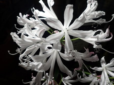 2025.1216 (東館) (ネリネ13).JPG