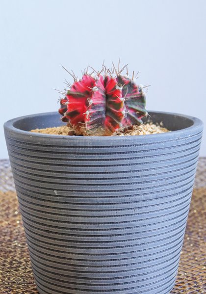 人気投票第３位