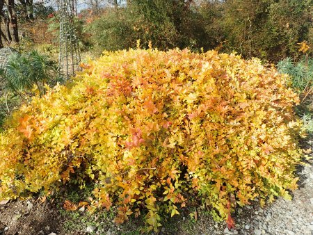 2025.12.9 (紅葉の庭) (黄金シモツケ3).JPG