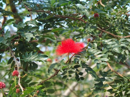 ドーム）キャリアンドラ2026.2.5 (2).JPG