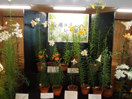 東館原種ユリリレー展示2025-6-19.JPG