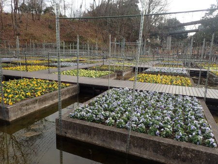 2025.12.23 (花壇10) (水上花壇1).JPG