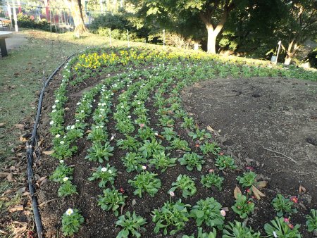 2025.10.29 (西館テラス前花壇) (水上花壇側デージー1).JPG