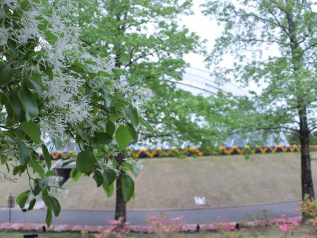 ヒトツバタゴ・霧の庭園周辺5月10日（32）IMG_1470.JPG