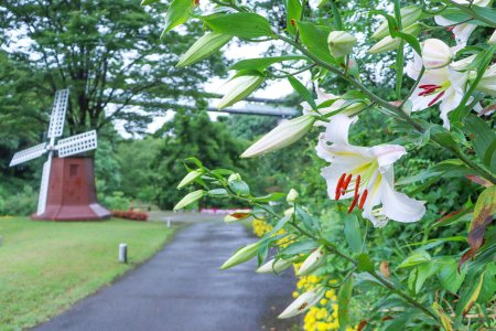 01★ユリ・サクユリ・花の谷7月6日（25）.JPG