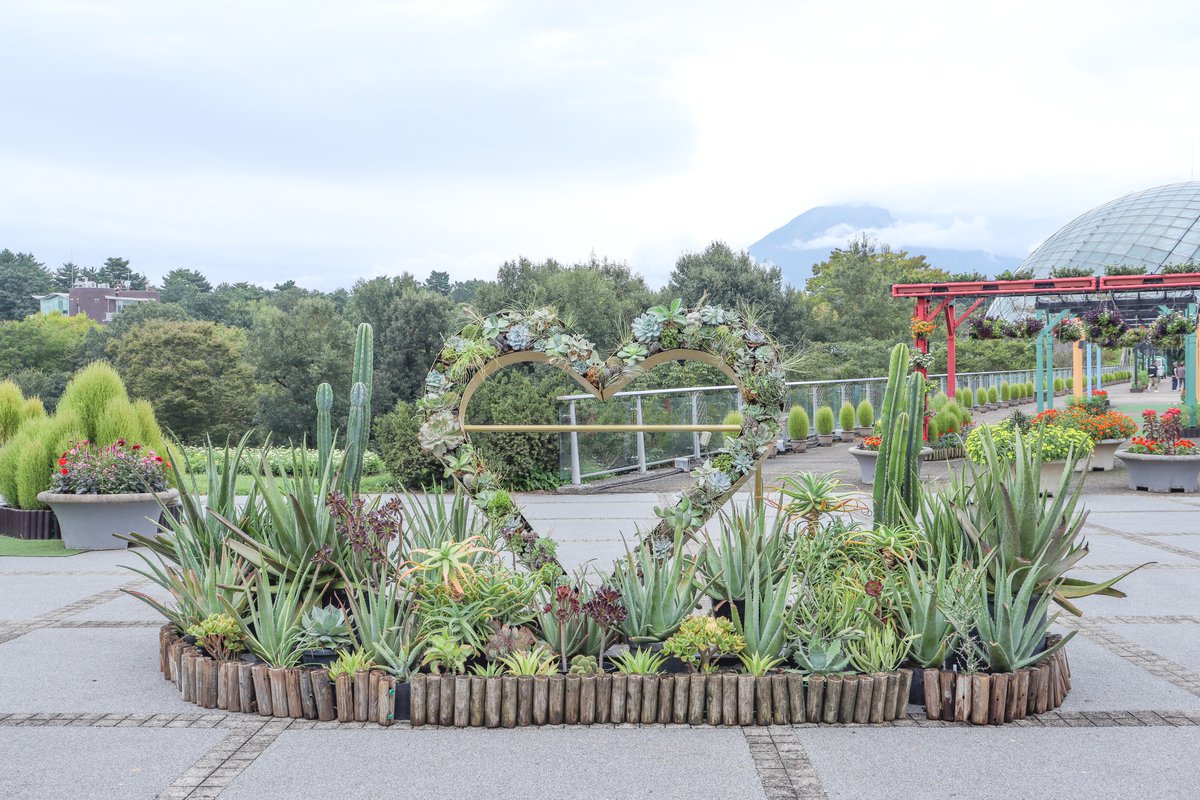 多肉植物・西館テラス9月27日（1）.JPG
