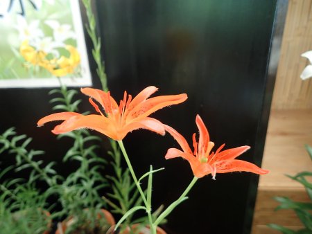 2025.5.29 (原種ユリ展) (チョウセンヒメユリ5).JPG