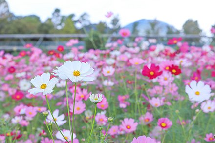 ★コスモス・秘密の花園10月15日（16）-440.jpg