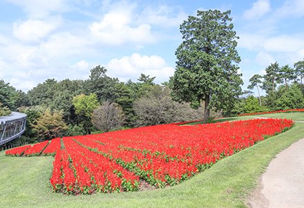 ★★サルビア・花の丘9月19日（3）-440.jpg