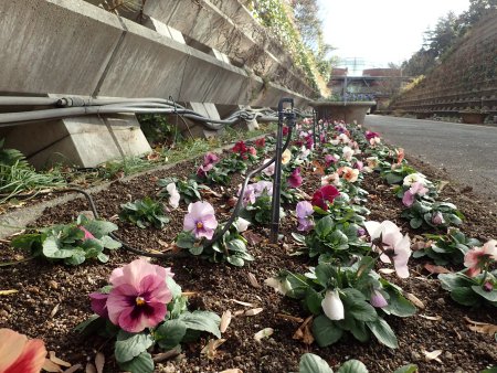 2025.12.9 (南館通り・ﾊﾟﾝｼﾞｰ225).JPG