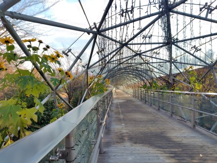 クリスタルロード横）皇帝ヒマワリ2025.12.15  (6).JPG