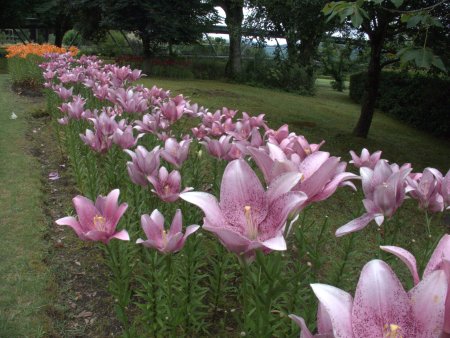 2026.6.24 (霧の庭園～紅葉の庭ユリ花壇31).jpg