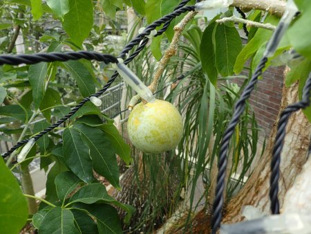 2025.10.15 (フラワードーム) (ホワイトサポテ27).JPG