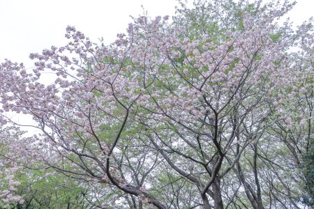 02★サクラ・ショウゲツ・桜の広場4月17日（22）.JPG