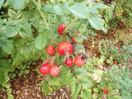 2025.10.15 (ローズヒップ) (ハマナス29).JPG