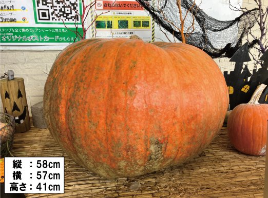 カボチャの重さ当てクイズ計量結果