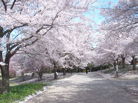 4月7日の桜の広場