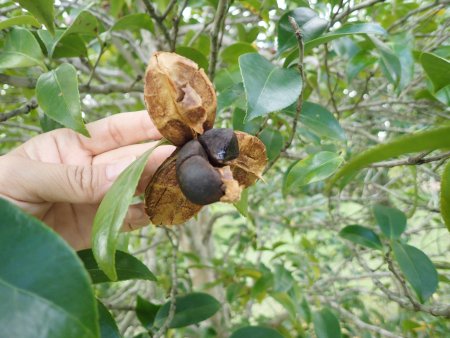 2025.10.15 (木の実) (ツバキ割れた様子62).JPG