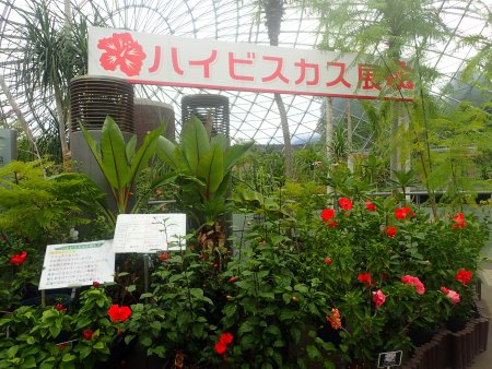 2025.9.25 (ハイビスカス展看板105).JPG