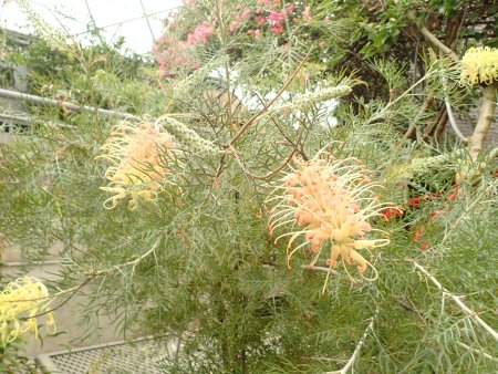 2025.12.4 (ドーム・グレビレア・ピーチズアンドクリーム121).JPG