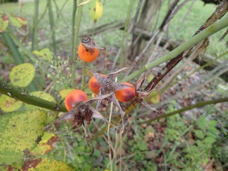 2025.10.15 (ローズヒップ) (コンプリガータ120).JPG