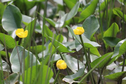 コウホネ とっとり花回廊