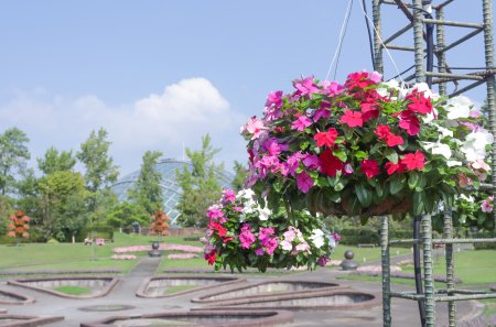 霧の庭園周辺8月20日（23）.JPG