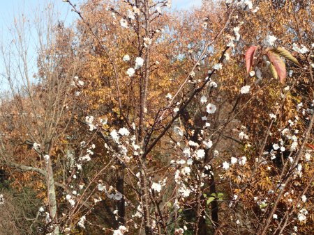 2025.12.10 (プロムナード橋・コブクザクラ22).JPG