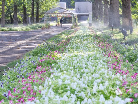 トレニア・東館通りム8月24日（22）.JPG