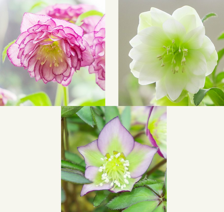 ホワイト/パープル ダブル バイカラー ピコティ、プチドール 「沙羅」、プチドール パープル/グリーン シングル バイカラー