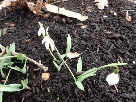 2025.12.31 (スノードロップ41).JPG