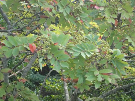 2025.9.17木の実・ ナナカマド(2).JPG