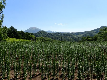 2025.6.4 (秘密の花園) (蕾2).JPG